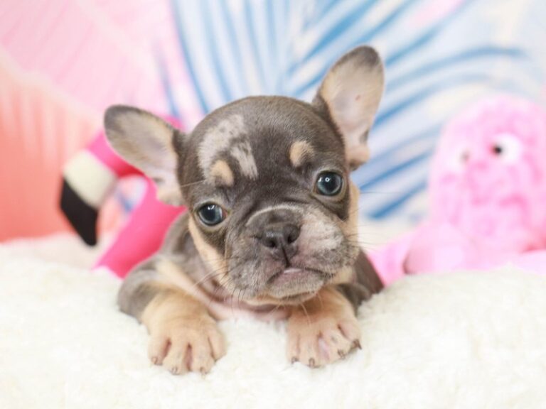 French Bulldog