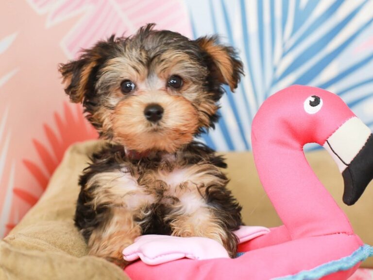 Yorkie Poo