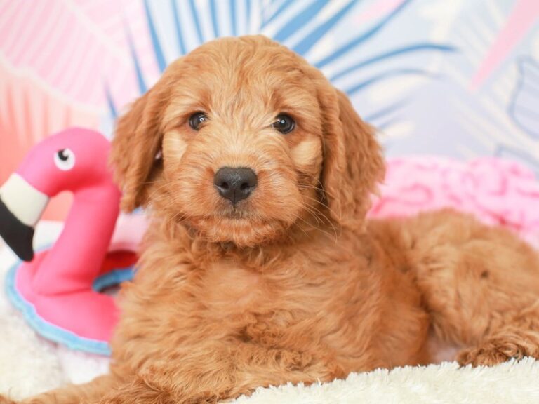 Goldendoodle
