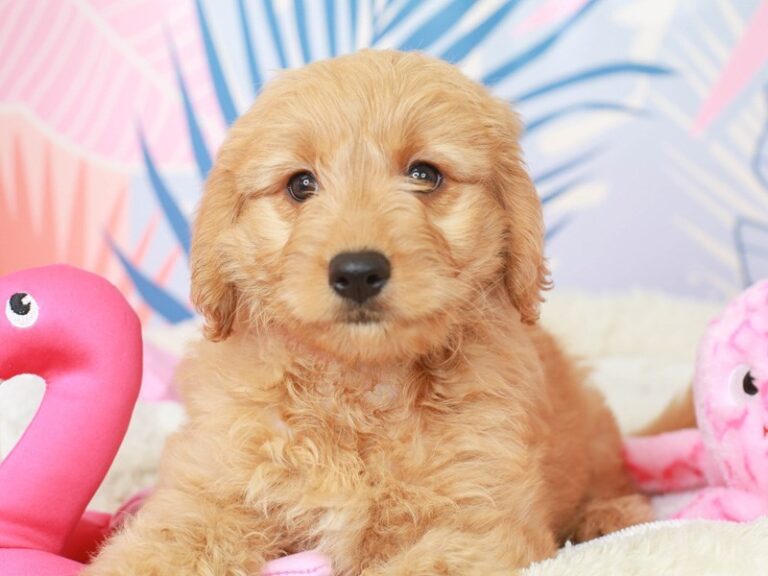 Goldendoodle