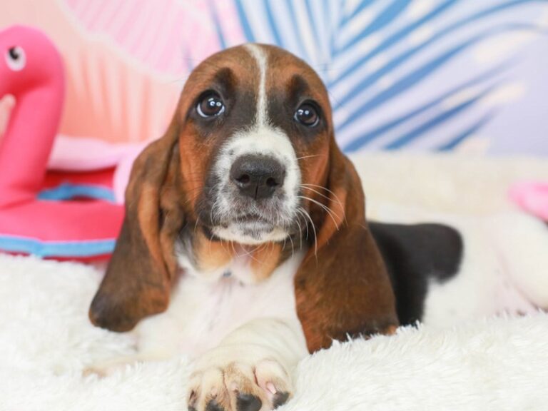 Basset Hound