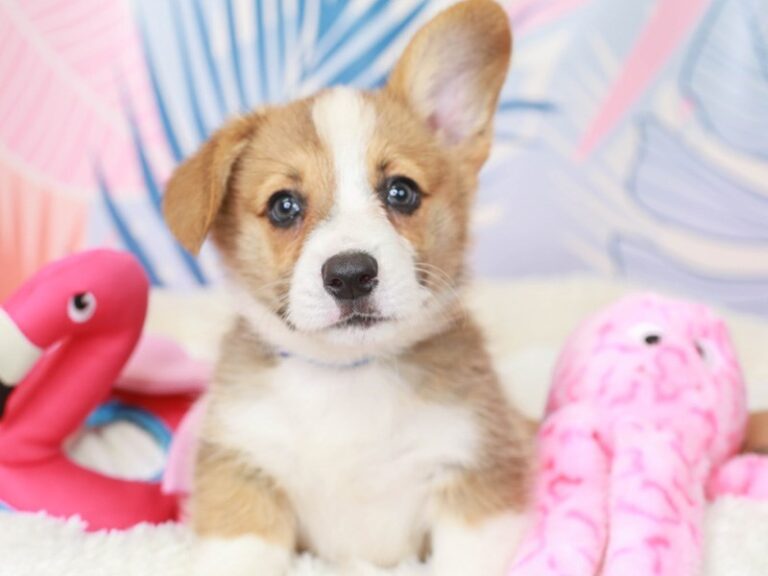 Pembroke Welsh Corgi