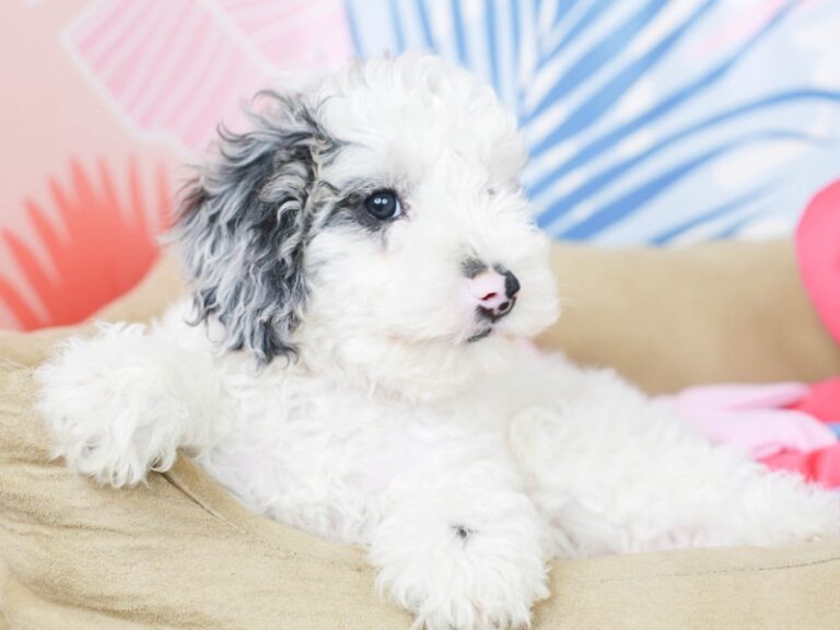 Mini Sheepadoodle