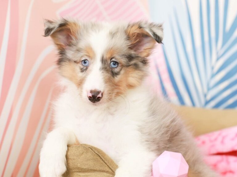 Shetland Sheepdog