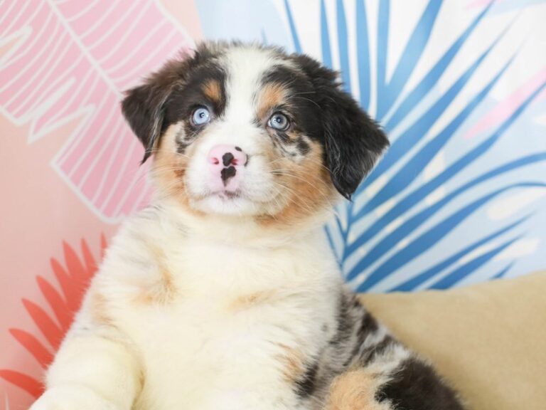 Australian Shepherd