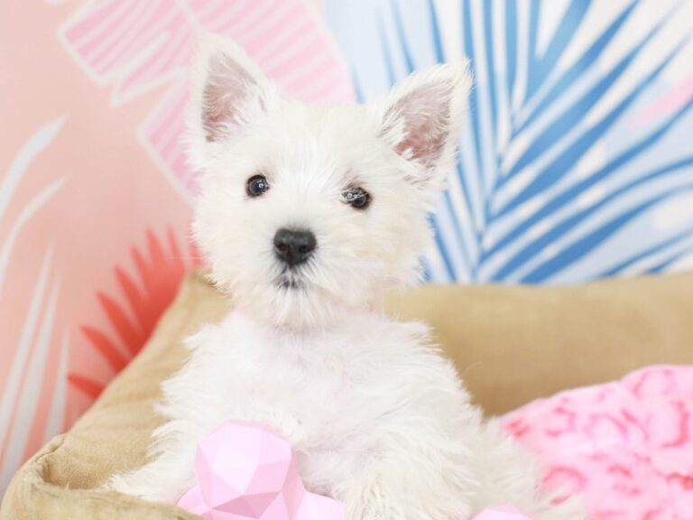 West Highland Terrier