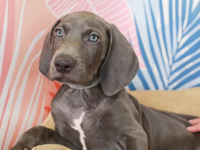 Weimaraner