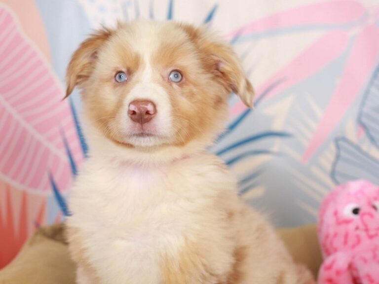 Australian Shepherd