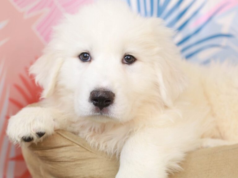 Great Pyrenees
