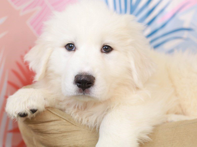 Great Pyrenees-Female-White-3181768-Animal Kingdom | Puppies N Love