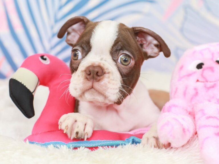 Boston Terrier
