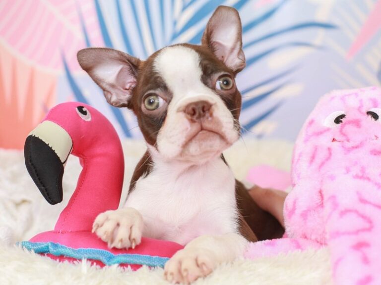 Boston Terrier