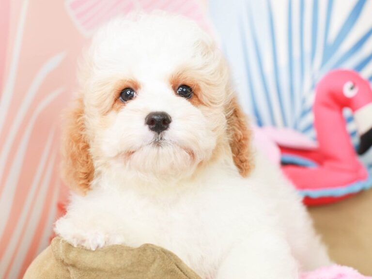 Cavapoo