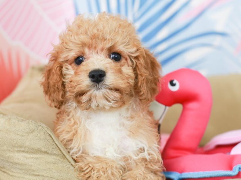 Cavapoo