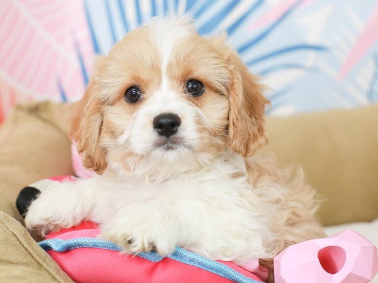 Cavachon