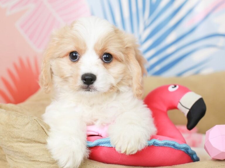 Cavachon