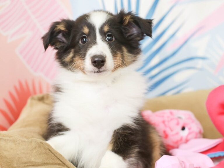 Shetland Sheepdog