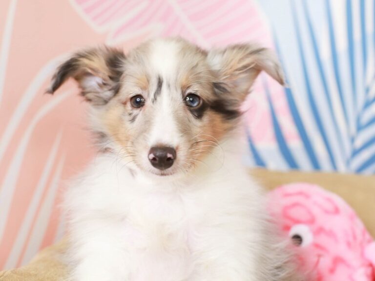 Shetland Sheepdog