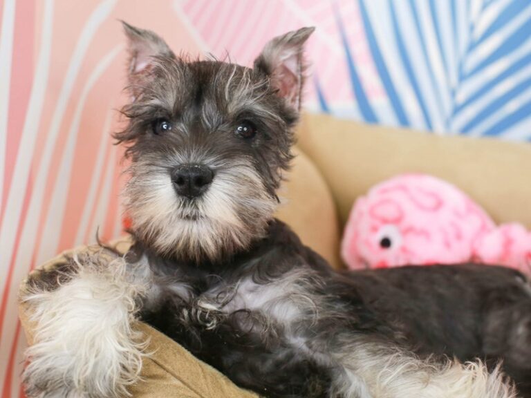 Mini Schnauzer
