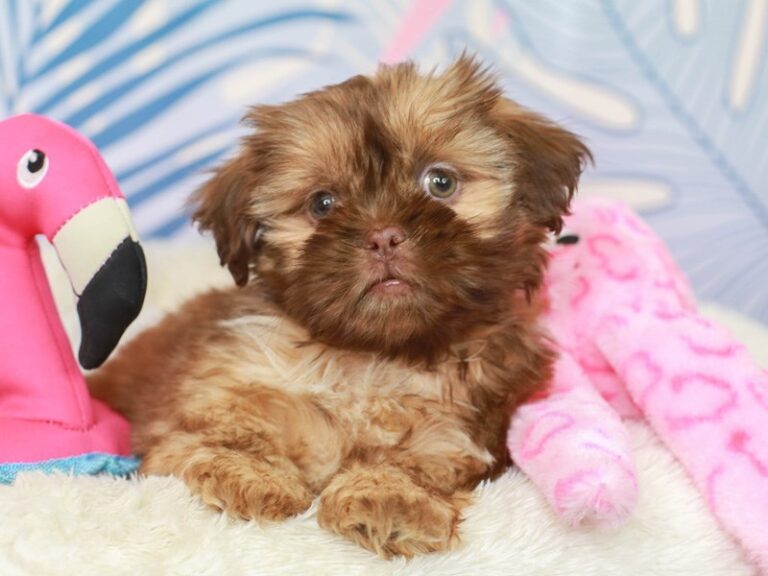 Shih Tzu
