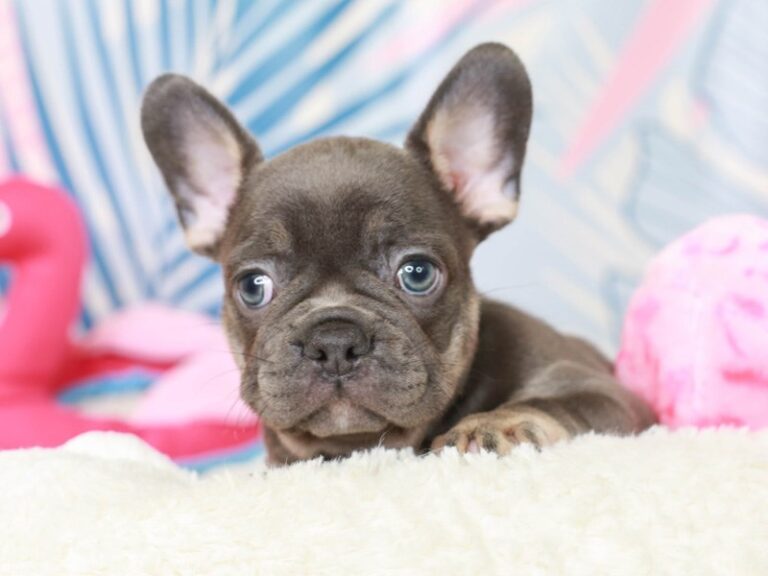 French Bulldog