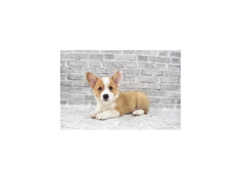 Pembroke Welsh Corgi