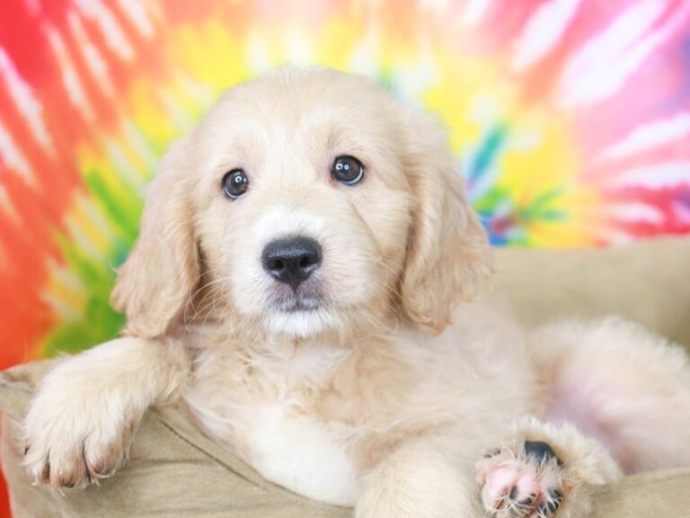 Mini Goldendoodle