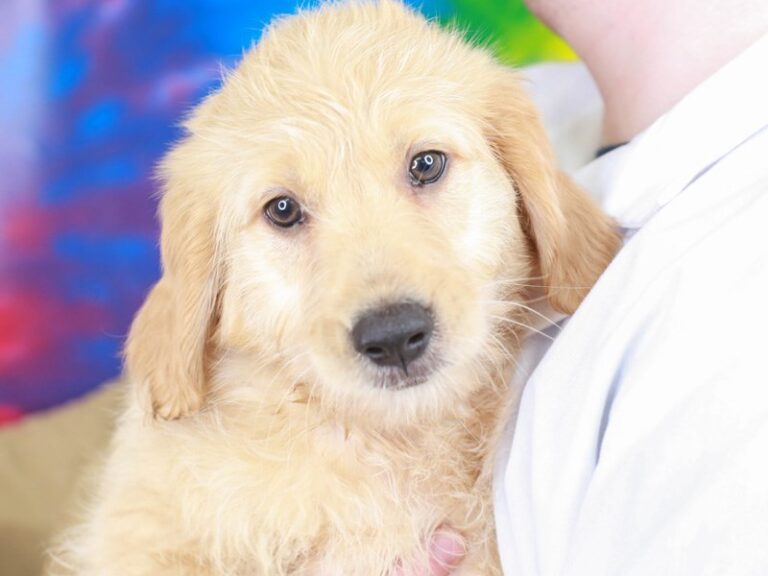 Goldendoodle