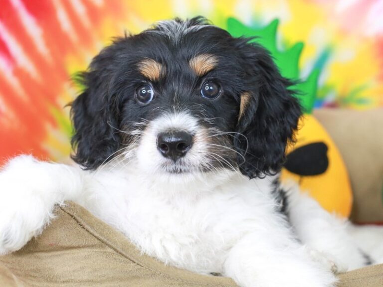 Mini Bernadoodle