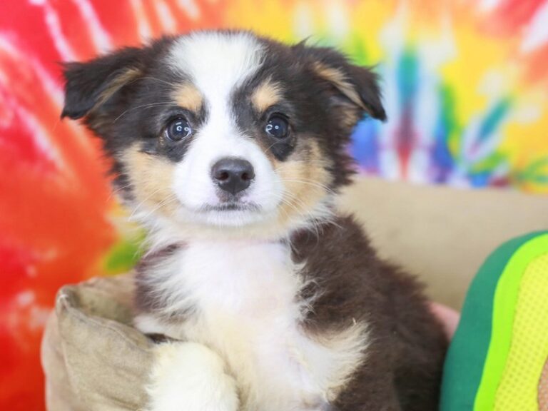 Mini Aussie