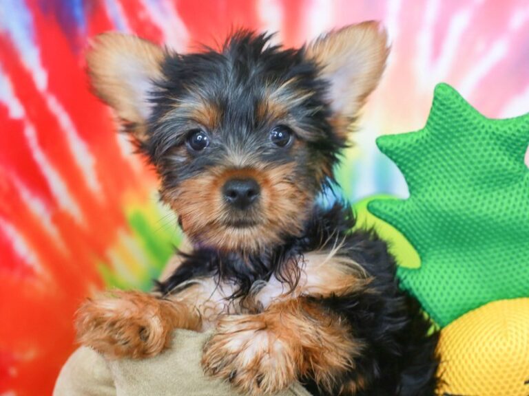 Yorkshire Terrier