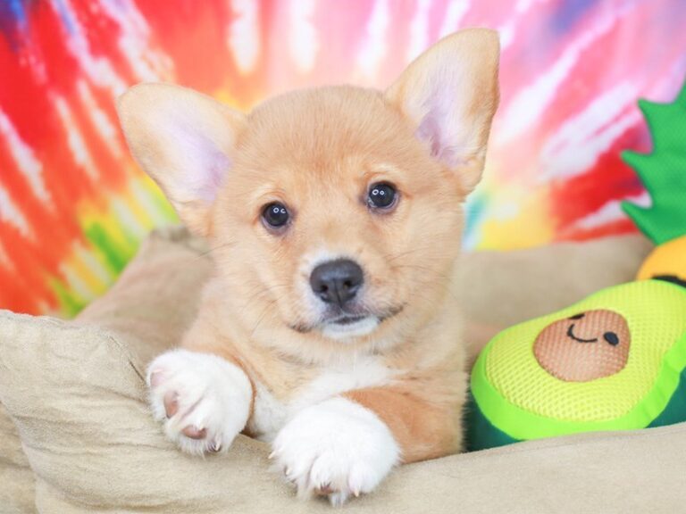 Pembroke Welsh Corgi