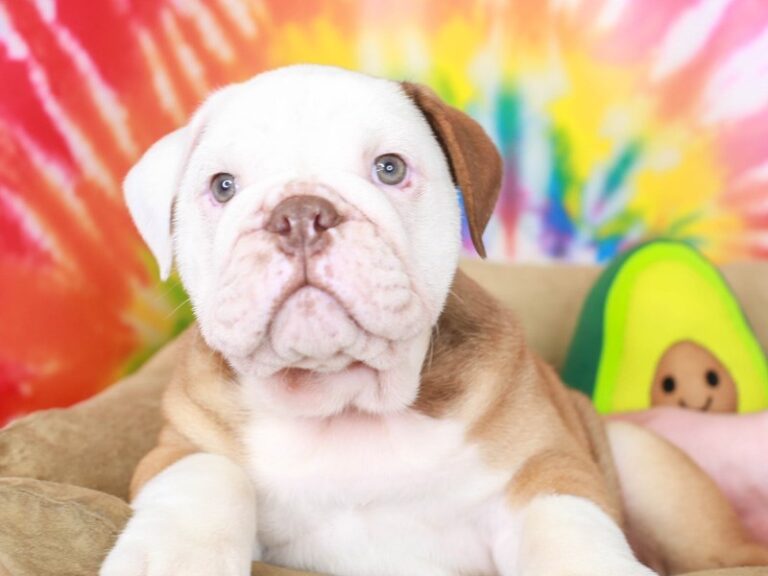 English Bulldog