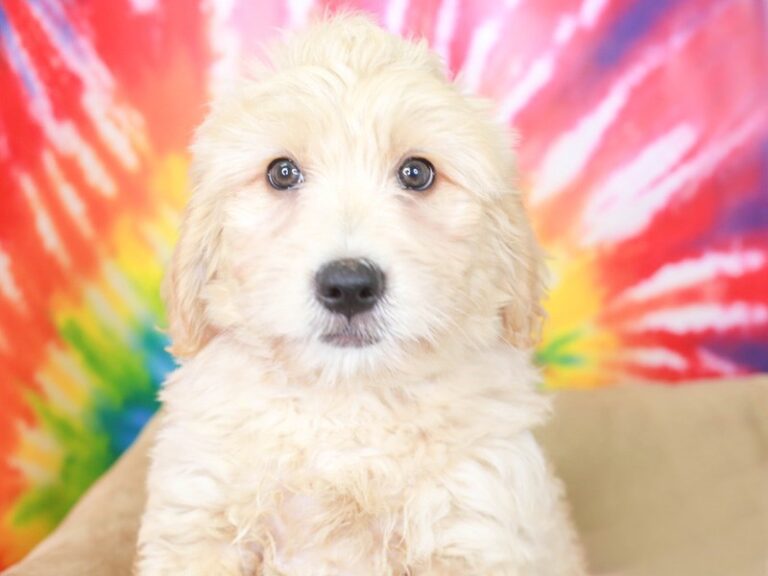 Goldendoodle
