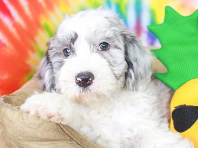 Mini Sheepadoodle