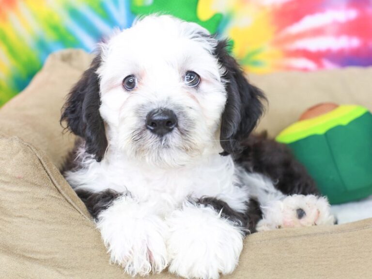 Mini Sheepadoodle
