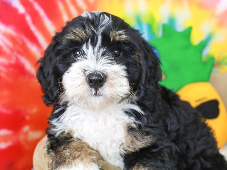 Mini Bernadoodle