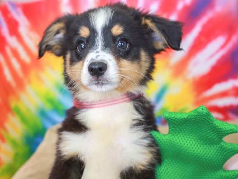 Mini Aussie