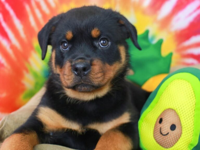 Rottweiler