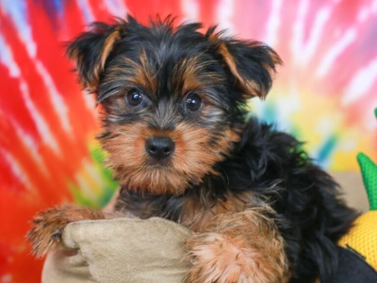 Yorkshire Terrier