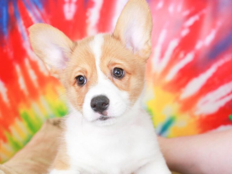 Pembroke Welsh Corgi
