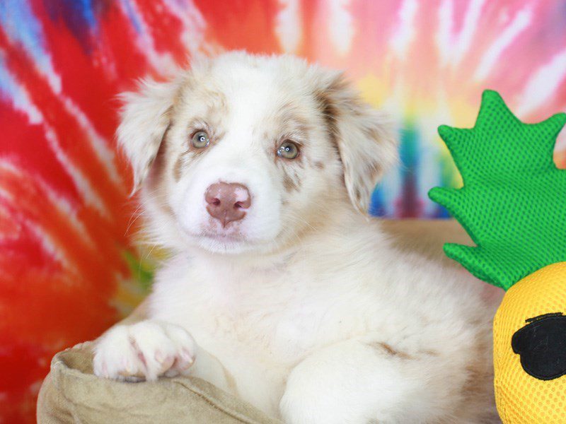 Australian Shepherd DOG Male Red Merle 3190914 Animal Kingdom