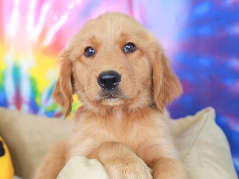 Golden Retriever