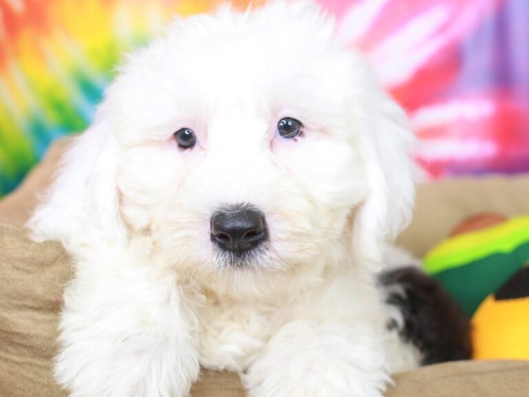Mini Sheepadoodle