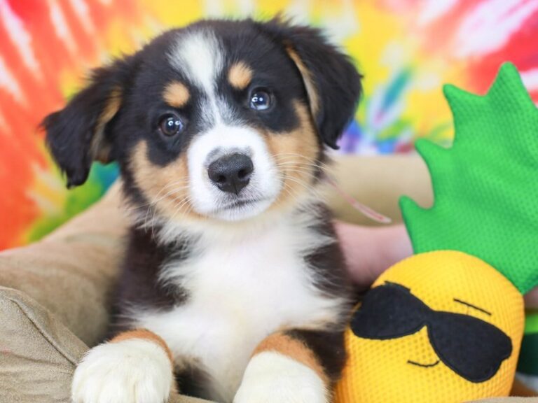 Mini Aussie