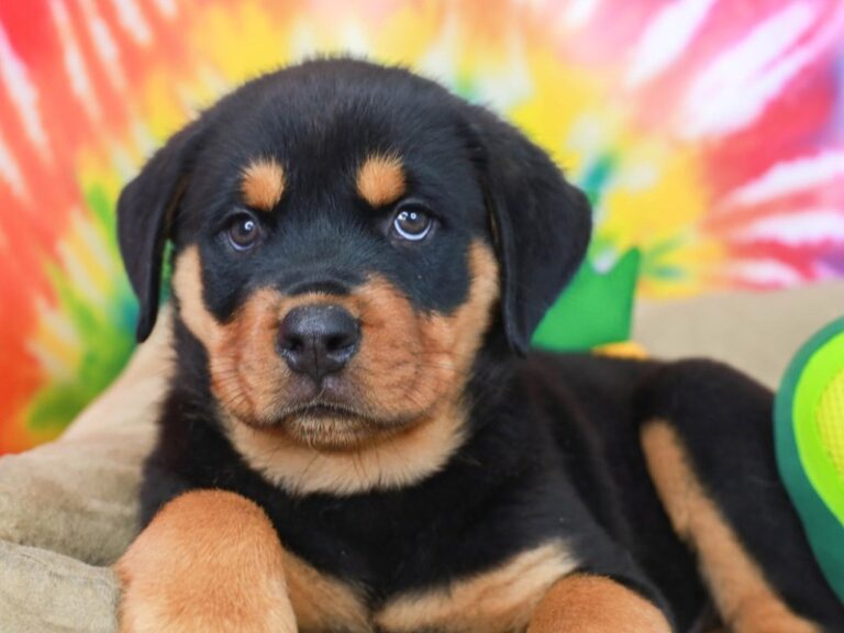 Rottweiler