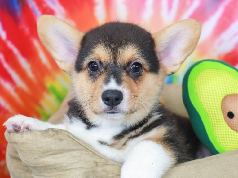 Pembroke Welsh Corgi