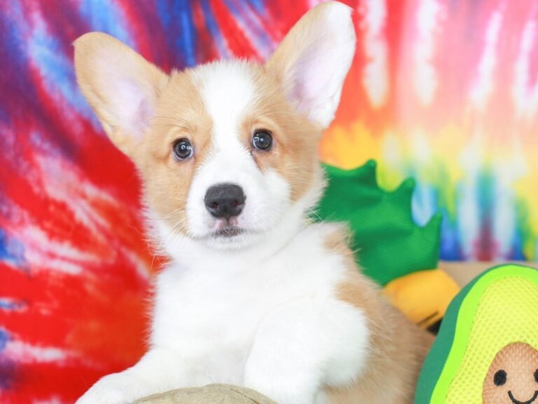 Pembroke Welsh Corgi