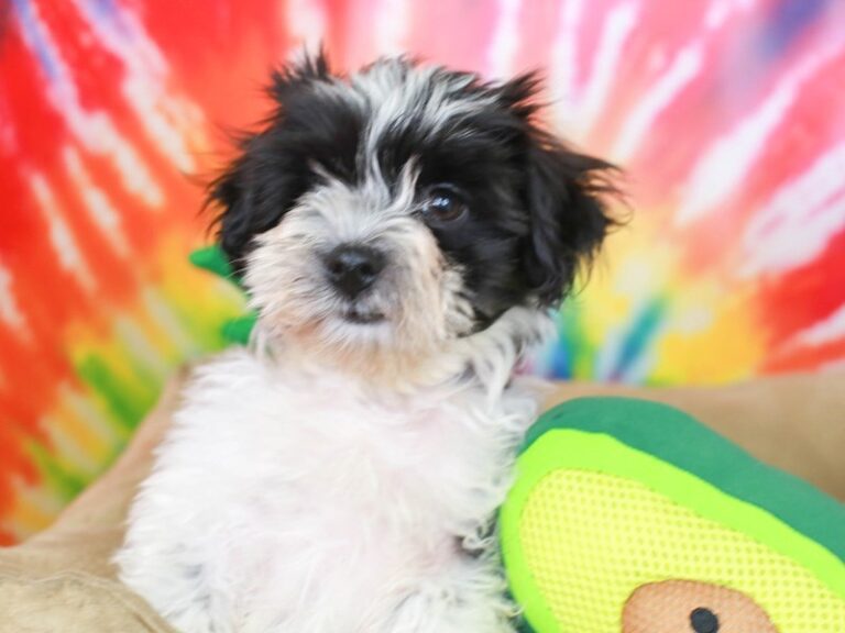 Havanese