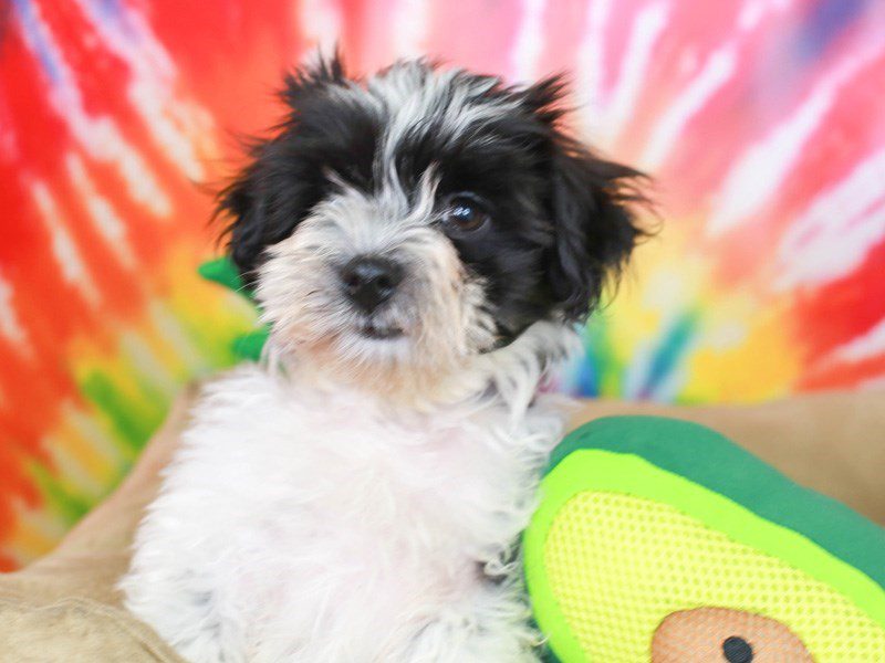 Black and white havanese sales puppy